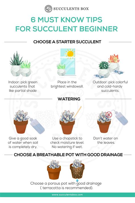 The Berry Witch Succulent: Adding Magical Charm to Your Indoor Garden